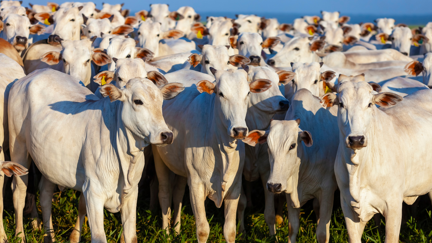 Lote de gado nelore reunido